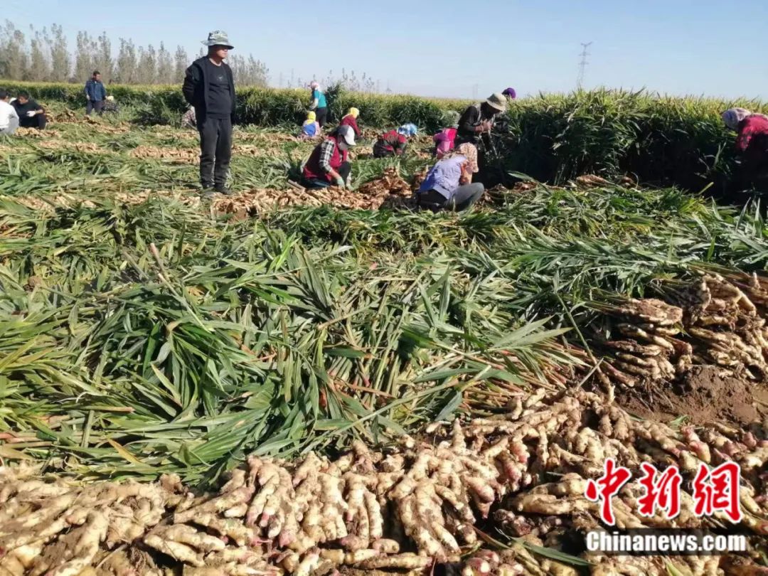 安丘大姜今日喜讯：价格上涨，丰收在望！