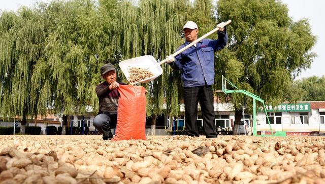 花生米丰收季，油厂收购价格迎来美好新篇章