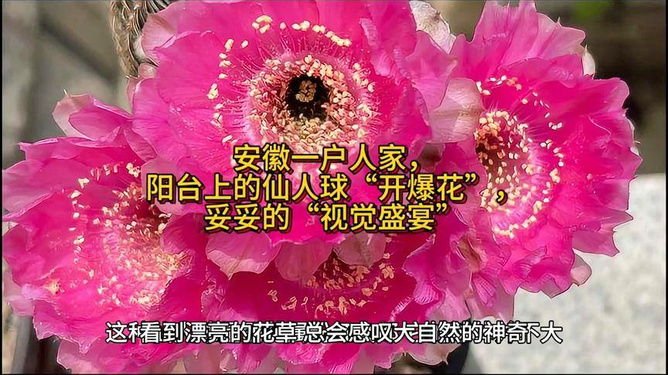 花知晓腮红限时盛宴，美丽绽放，与你共享欢乐时光