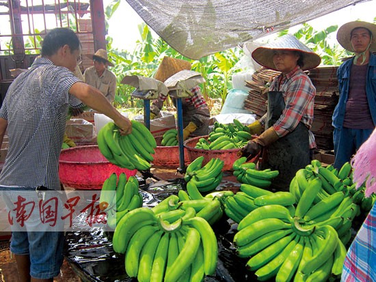 广西香蕉现时市场收购价