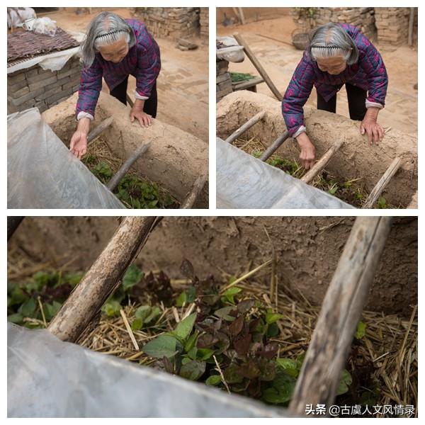 最新红薯苗市场动态