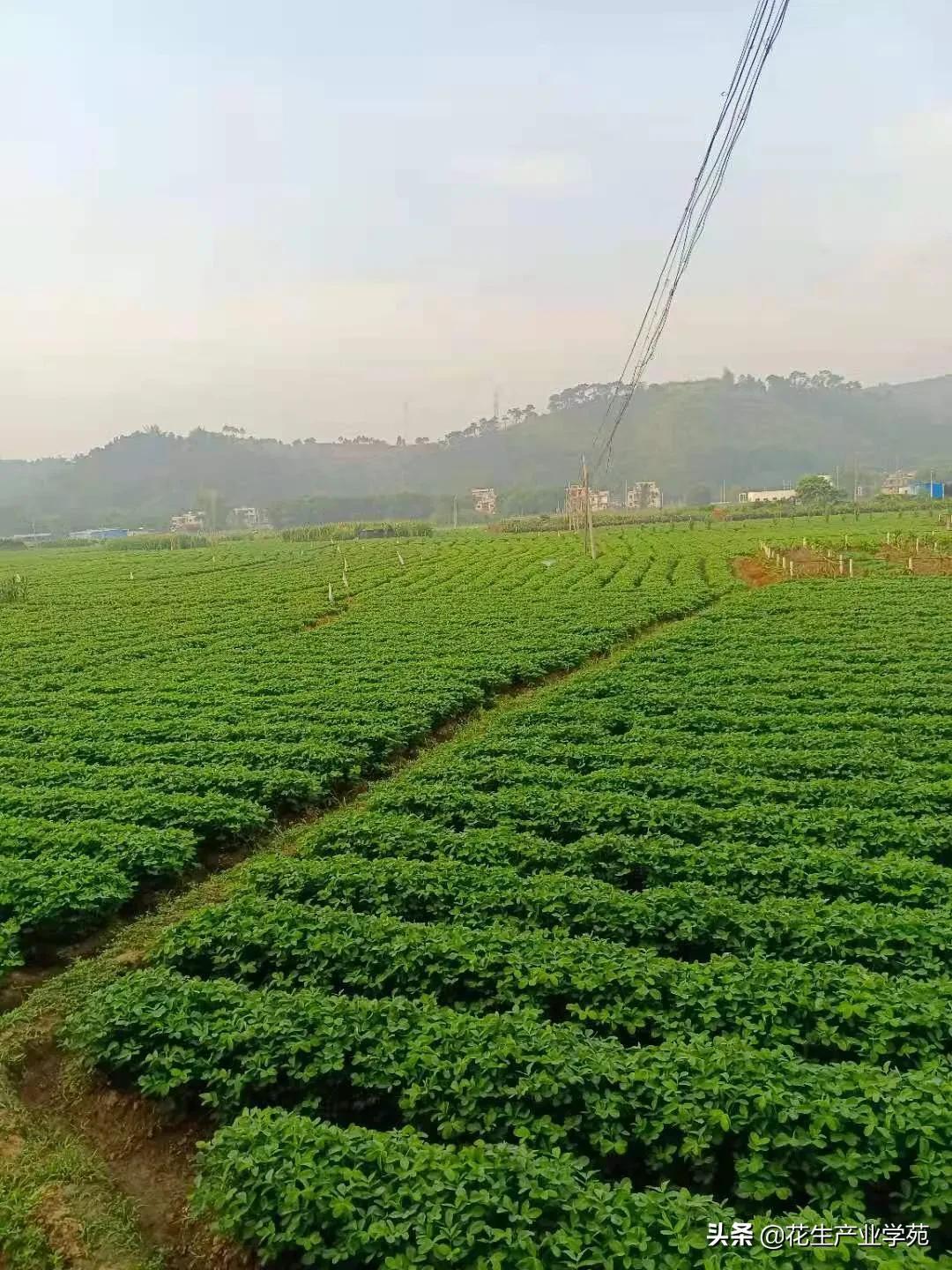 安丘大姜近期行情